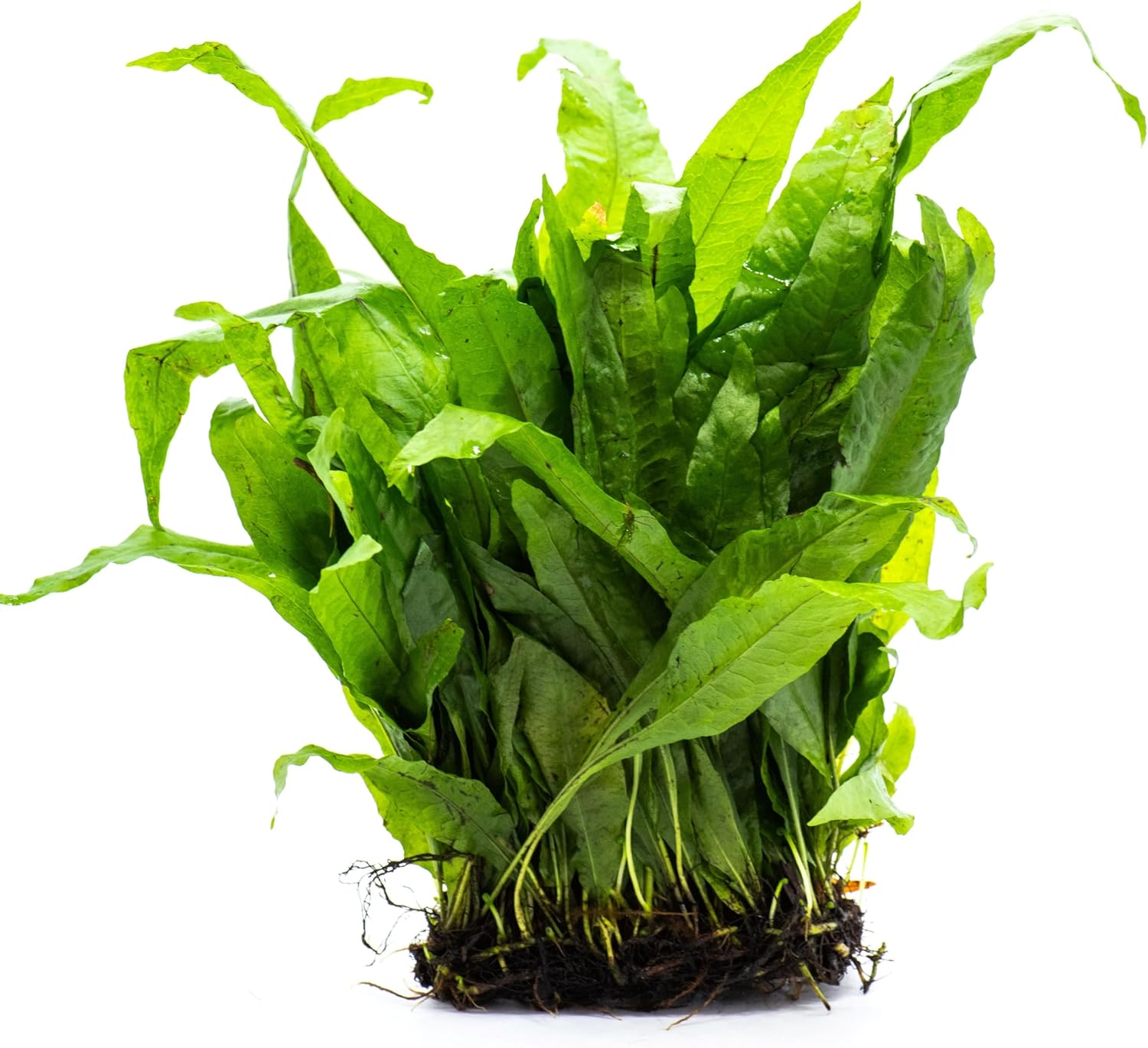 Java Fern Live Aquarium Plants – Windelov, Narrow Leaf & More– Easy Aquascaping Plants for Freshwater Tanks, Low Light, No CO₂ (Large Regular Java Fern Mat)