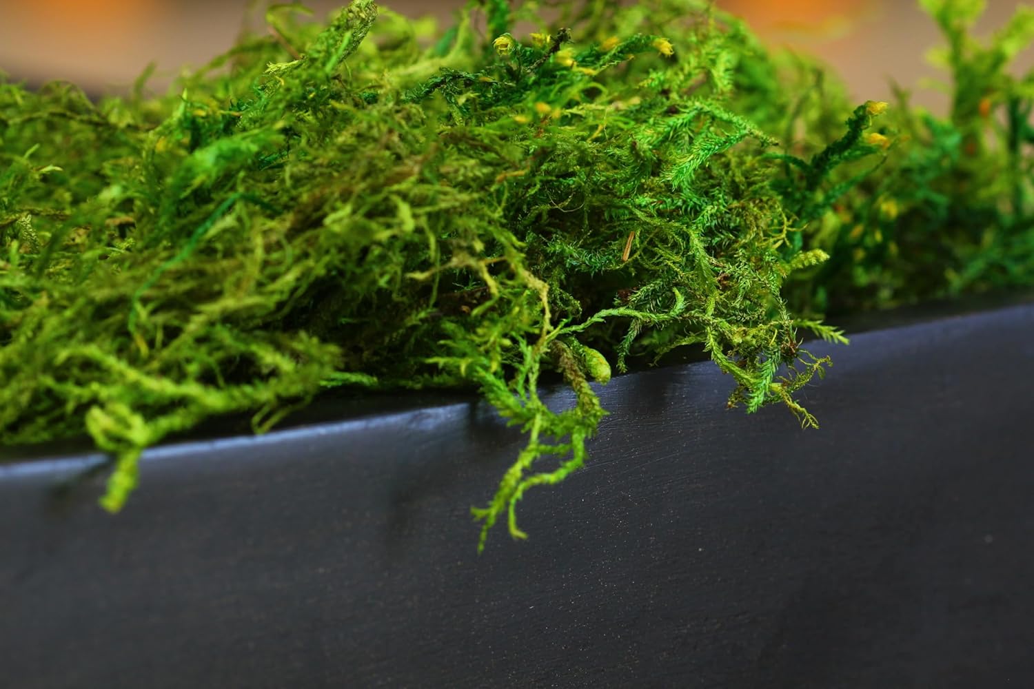 SuperMoss (25320) Forest Moss Preserved, Fresh Green, 2oz