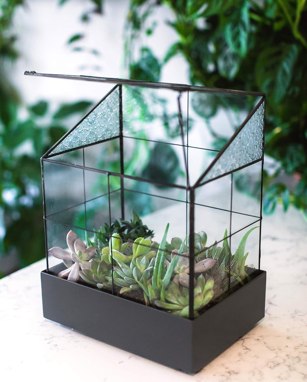 H Potter Glass Terrarium for Plants Wardian Case Succulent Planter War160
