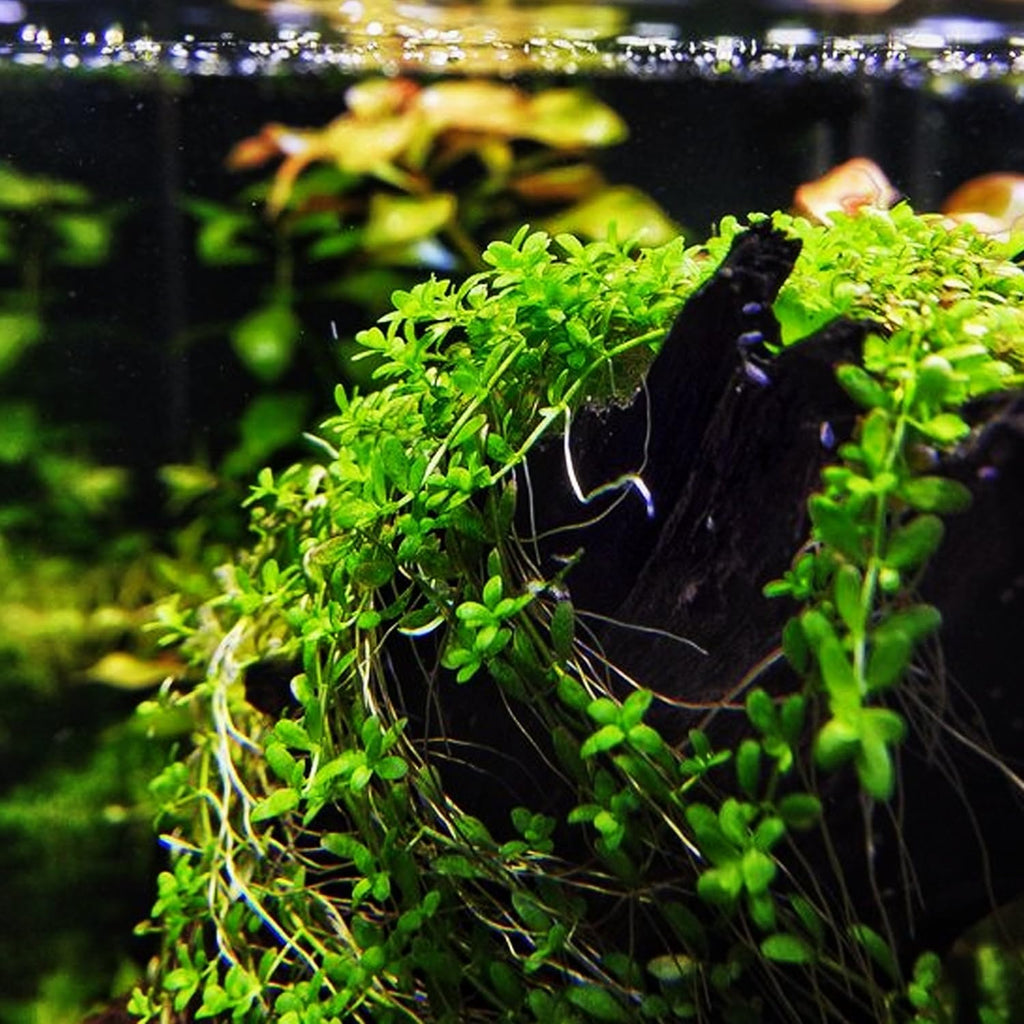 (1-Cup) Dwarf Baby Tears Carpet Imported Direct from Grower Live Aquarium Plants Decoration Tissue Culture for Freshwater Aquatic Plant Tank by Mainam