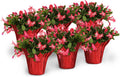 Green Circle Growers 6-Pack Live Christmas Cactus Plants in Red Pot Covers – Festive Holiday Décor & Gift
