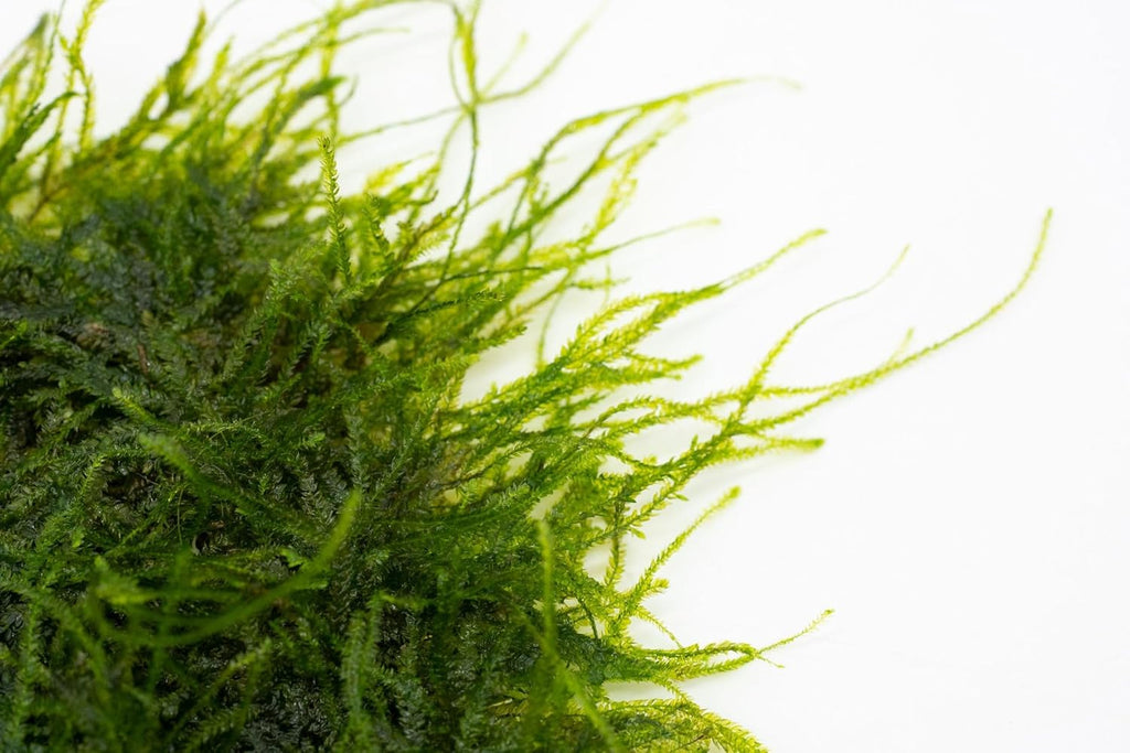 SubstrateSource Live Aquarium Plants on Driftwood, Lava Rock, Moss, Fiber Mat - Freshwater Fish Tanks - Easy, Beginner Friendly (Spiky Moss on Stainless Steel)
