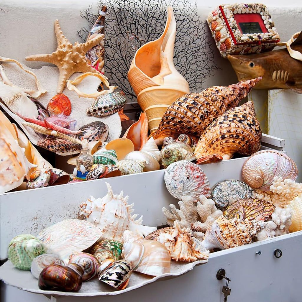 24 PCS Large Sea Shells Mixed Ocean Seashells Starfish Conch Various Sizes Natural Seashells for Fish Tank Beach Themed Party Home Bathroom Wedding Decorations DIY Crafts