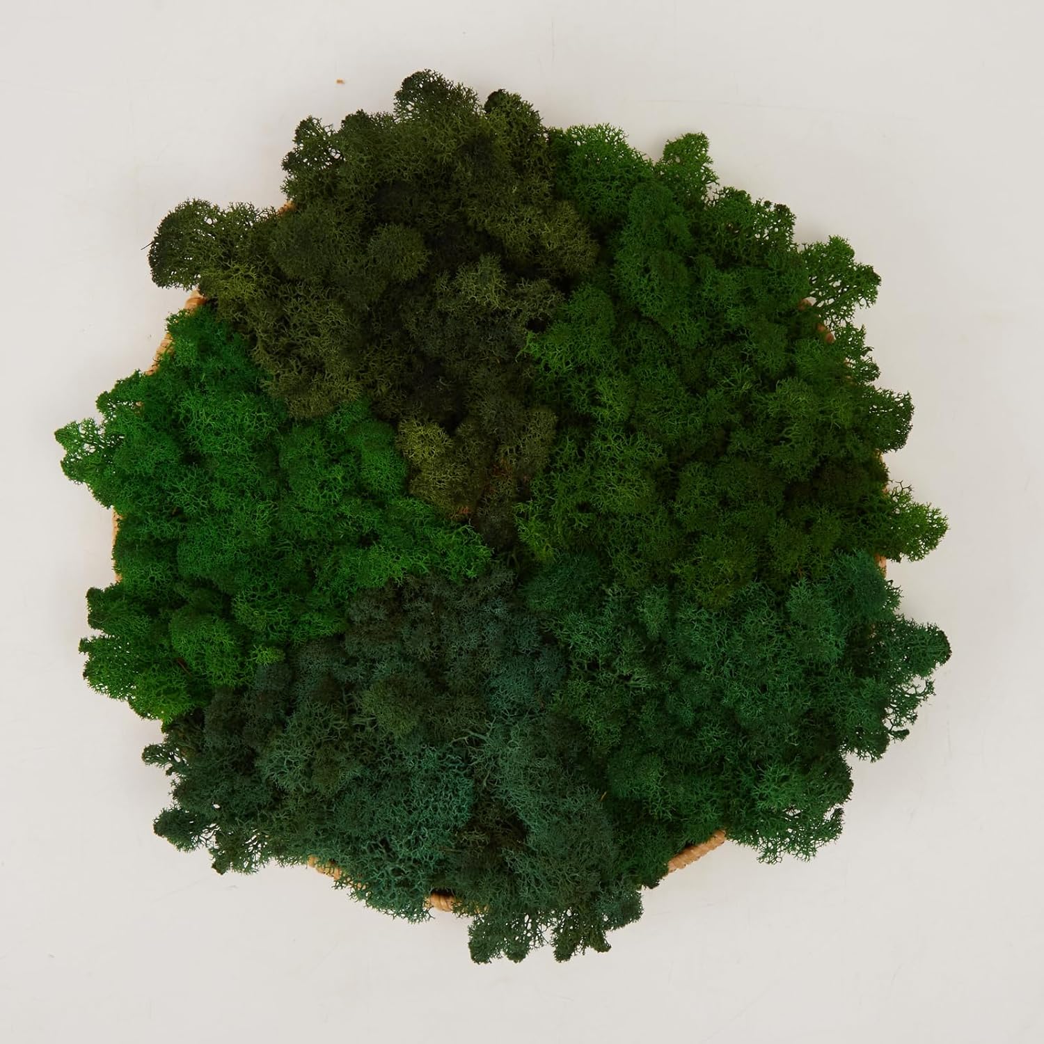 Preserved Reindeer Moss Natural Green DIY Kit Gardenning Art Wall Decor Florist Decor Easter Table Decor Wedding