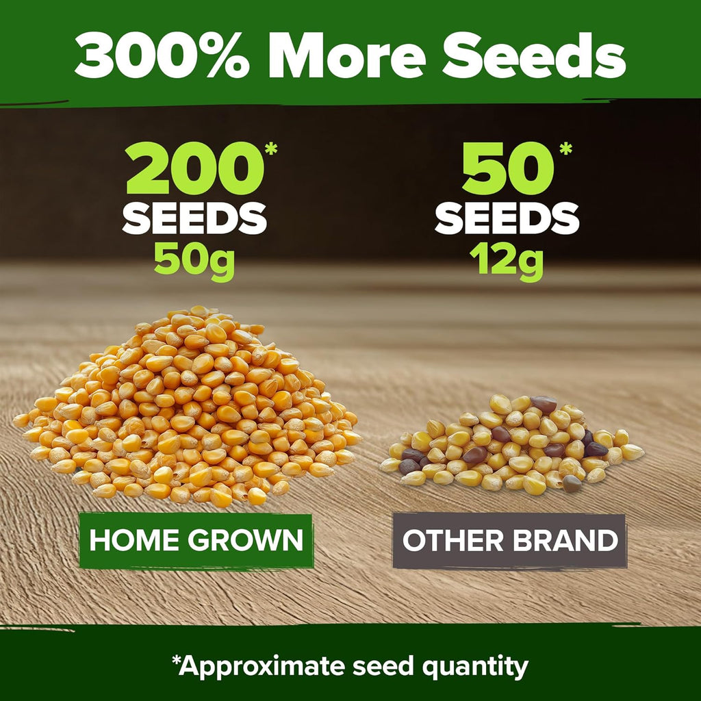 HOME GROWN Golden Bantam Corn 2 Pack – 200 Heirloom Vegetable Seeds – Grow Sweet Corn Outdoors – Easy for Beginners & Great for Home Gardeners –High Germination (Zea mays)