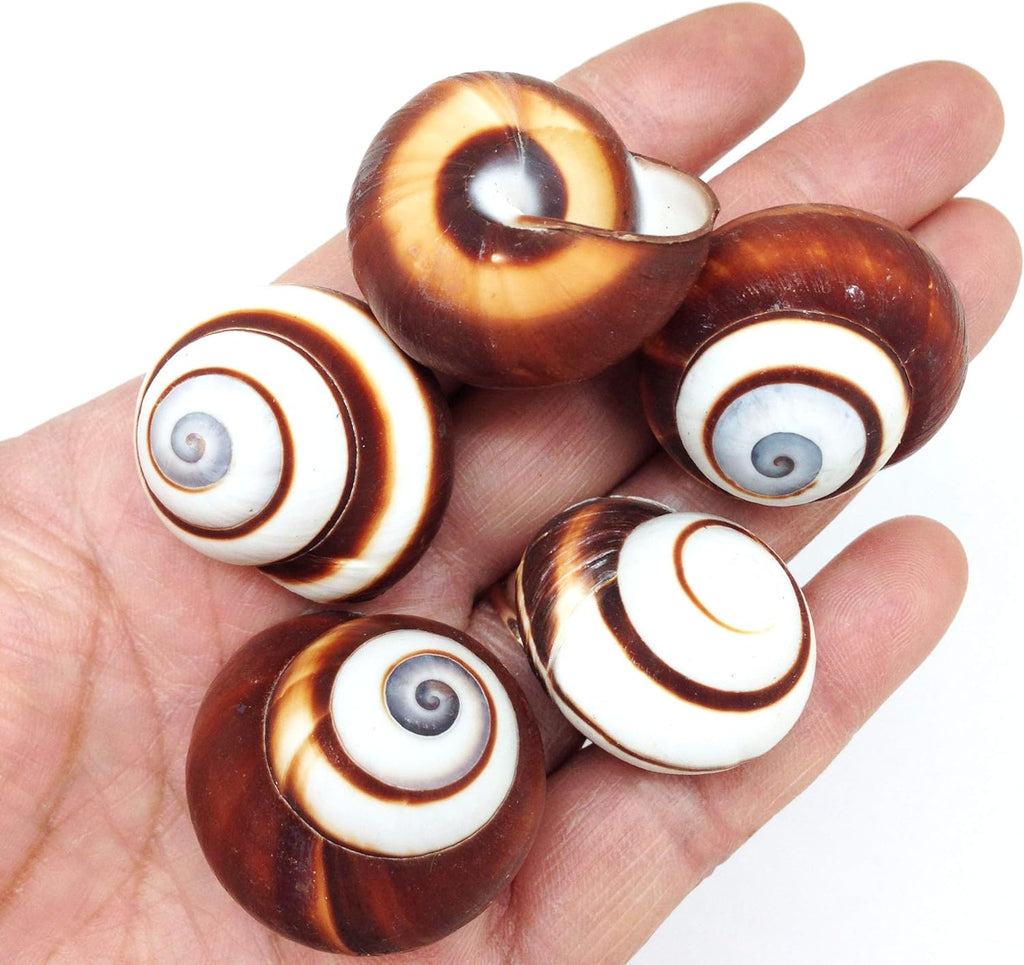 PEPPERLONELY 12 PC Brown Striped Land Snail Sea Shells, 1~1-1/2 Inch for Hermit Crab Homes