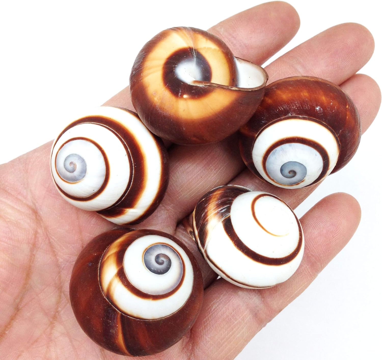 PEPPERLONELY 12 PC Brown Striped Land Snail Sea Shells, 1~1-1/2 Inch for Hermit Crab Homes