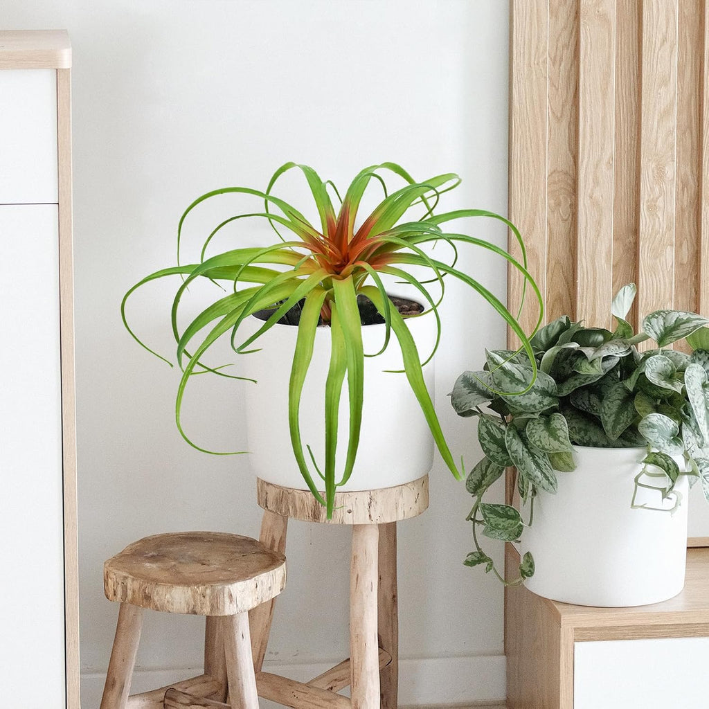 Agusbagli Succulents Plants Artificial, Large Fake Succulents Unpotted Flowers Pineapple Grass Greenery Plants for Home Outdoor Wedding Floral Arrangement Green