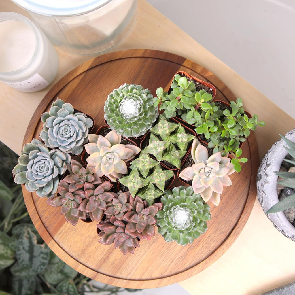 Altman Plants Deluxe Live Succulents (12 Pack), 6 Unique Varieties in Sets of 2, Assorted Colors & Shapes, Easy Plant Care, 2 in Pots