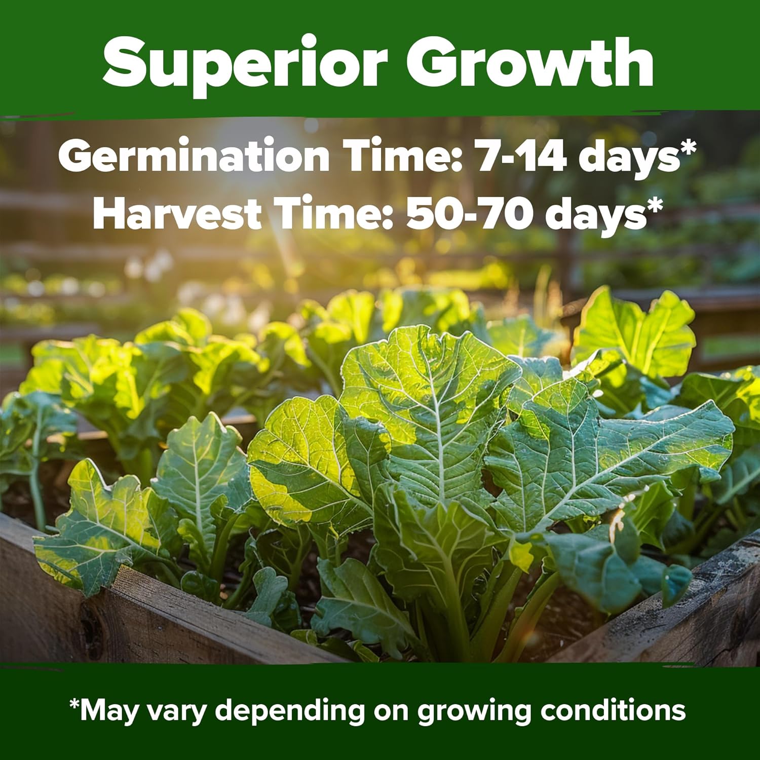 HOME GROWN Georgia Southern Collard Green Seeds – Bulk 2 Pack (600 High-Germination Non-GMO Heirloom Seeds) – for Planting in Vegetable Gardens (Brassica oleracea).