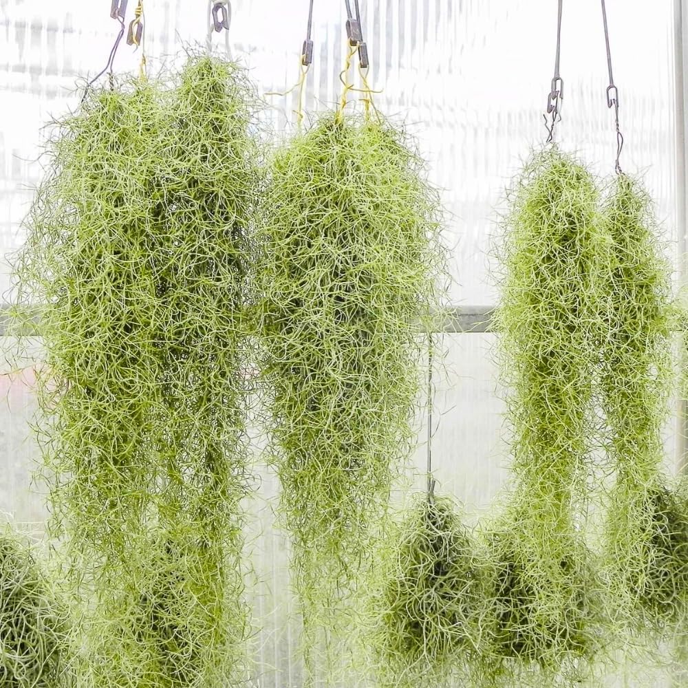 Live Spanish Moss Plant 10” Tall Clump, Air Plant for Home Decoration, Terrariums and Outdoor Planting