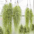 Live Spanish Moss Plant 10” Tall Clump, Air Plant for Home Decoration, Terrariums and Outdoor Planting
