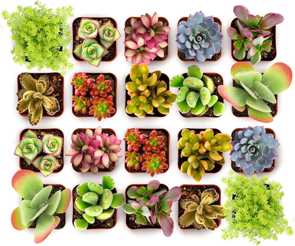 Shop Succulents Endless Summer Succulent Pack Collection - Live Mini Succulent Plants, Low Maintenance, Colors & Textures - Wedding and Party Favors, Gift & Garden, Pack of 100