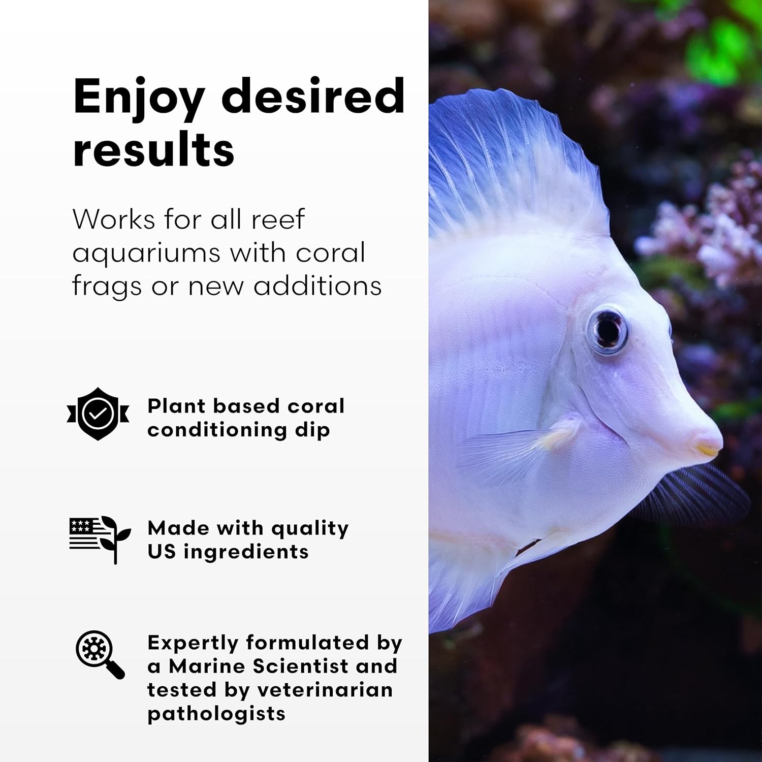 Brightwell Aquatics Koral MD Coral Dip – Plant-Based Cleaner and Conditioner for SPS LPS Soft Corals Zoanthids Anemones – Prevents Unwanted Substance Transfer, 500 ml