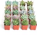 Shop Succulents Rosette Succulent Plant Pack Bulk Collection, Live Mini Succulent Plants, Easy Care, Floral Shaped Indoor Plants, Wedding and Party Favors, Gift & Garden, Pack of 20