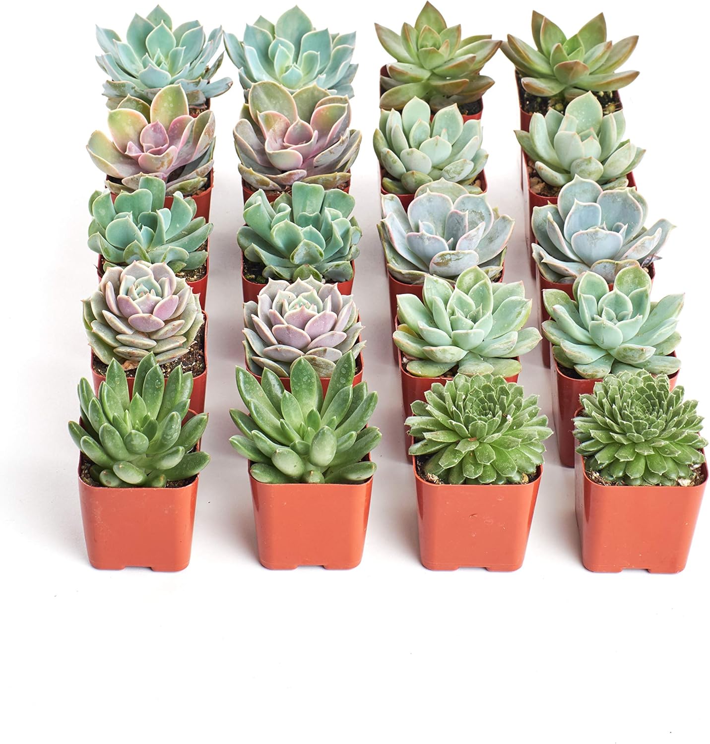 Shop Succulents Rosette Succulent Plant Pack Bulk Collection, Live Mini Succulent Plants, Easy Care, Floral Shaped Indoor Plants, Wedding and Party Favors, Gift & Garden, Pack of 20