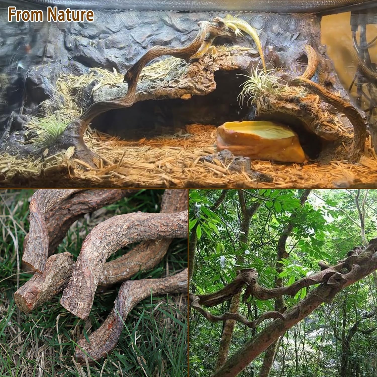 BNOSDM Reptile Forest Climbing Branch Decor 4PCS Crested Gecko Climb Wood Natural Branches Tree for Snake Frog Chameleon Spider Bearded Dragon Terrarium Habitat Tank Accessories