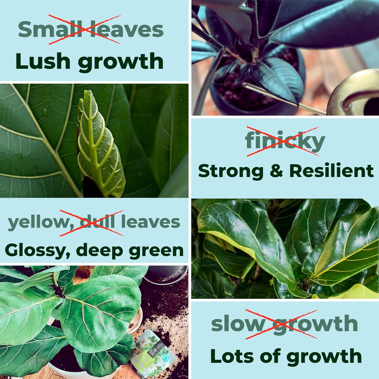 Fiddle Leaf Fig Plant Food - Fiddle Leaf Treats | Urea-Free Fertilizer | Fast Acting for Bigger Leaves and Stress Tolerance, 4X More Concentrated Than Liquid Plant Food | for All Ficus Plants