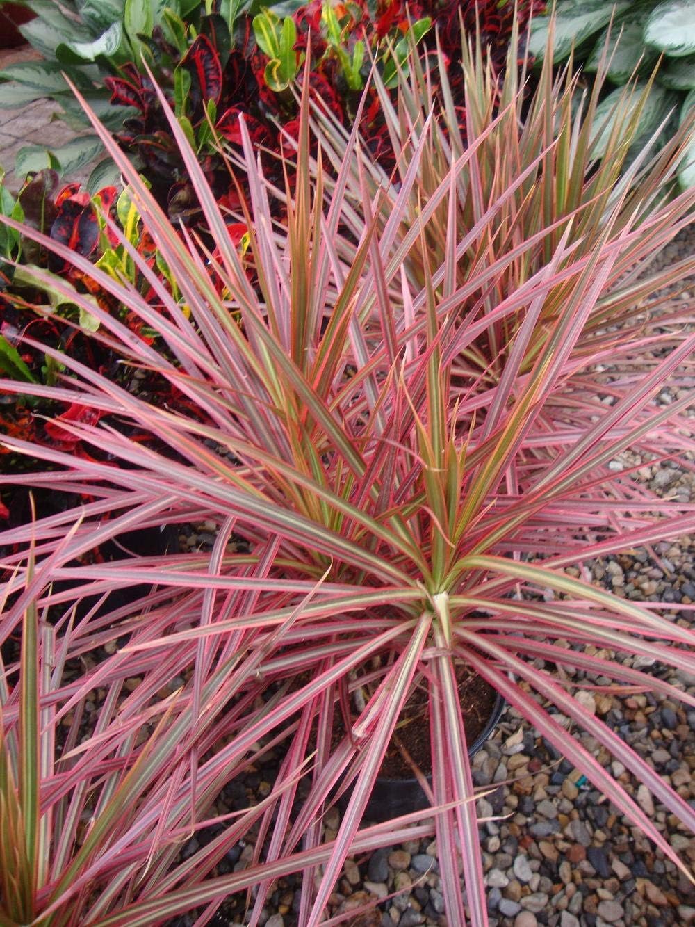 Dragon Tree - Live Plant in a 6 Inch Pot - Dracaena Marginata Colorama - Easy Care Indoor Air Cleaning Plant