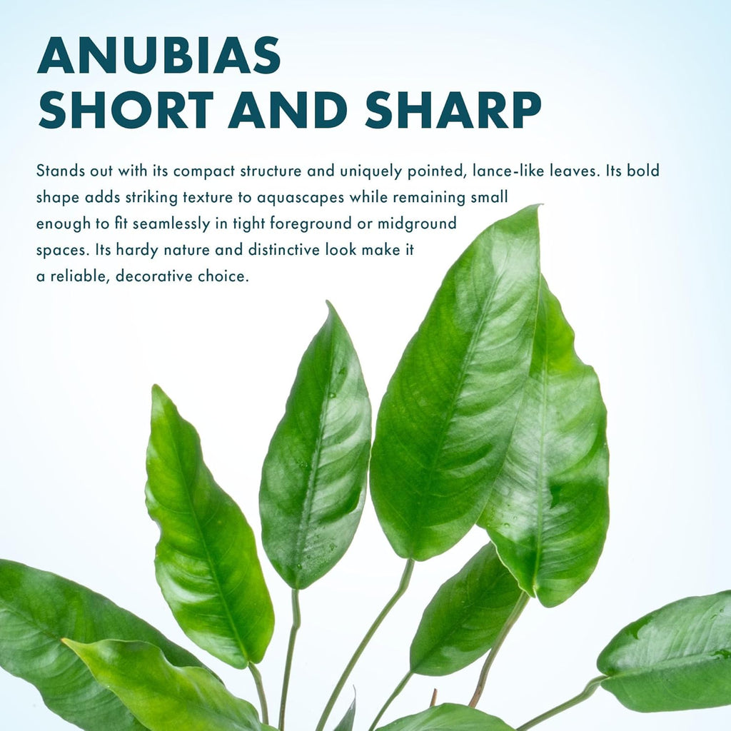SubstrateSource Anubias Live Aquarium Plants - Potted Freshwater Plant for Fish Tanks, Terrariums - Beginner Friendly Low Light (Short and Sharp, Mother Plant)