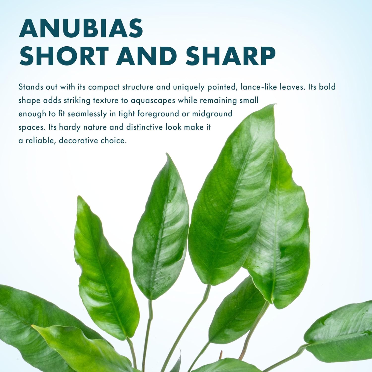 SubstrateSource Anubias Live Aquarium Plants - Potted Freshwater Plant for Fish Tanks, Terrariums - Beginner Friendly Low Light (Short and Sharp, Mother Plant)