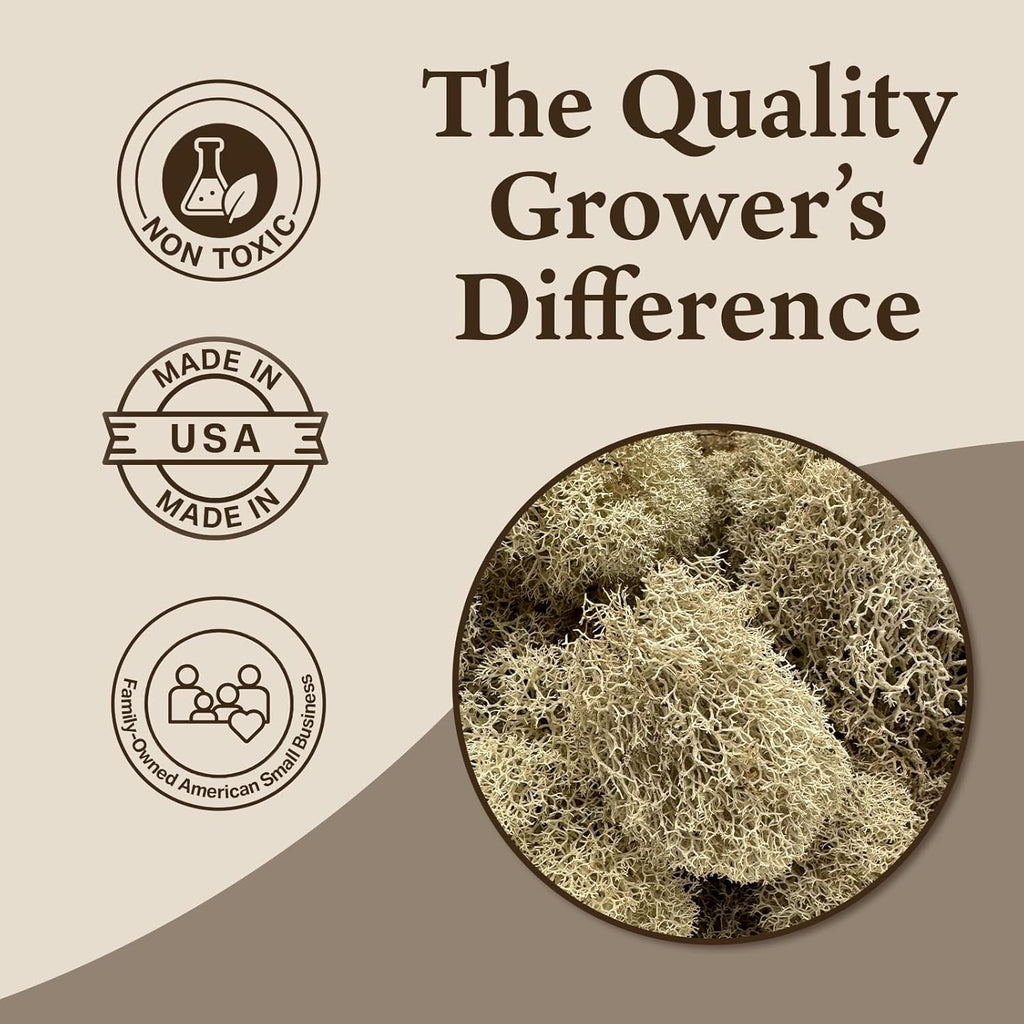 Preserved Reindeer Moss - Moss for Crafts, Home Decor, Art, Design & DIY Projects - Non-Toxic - USA Made (Natural, Small)
