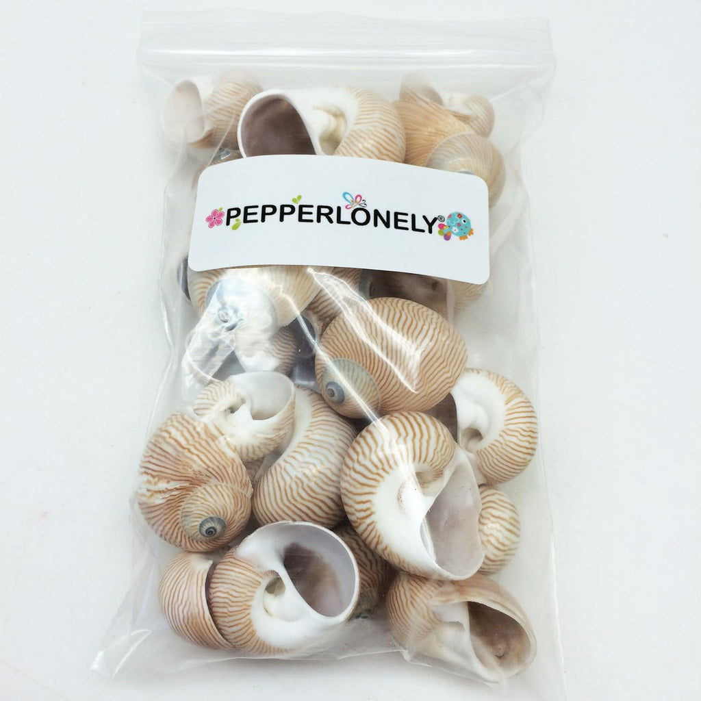 PEPPERLONELY 25 PC Nautica Lineata Sea Shells, 3/4 Inch ~ 1-1/2 Inch