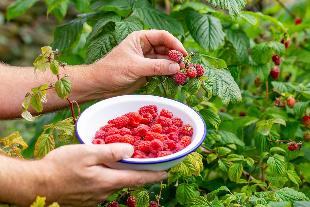 Gardenera Premium Raspberry Potting Soil Mix - Optimal Blend for Thriving and Juicy Berries - 5 Quart