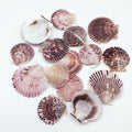 PEPPERLONELY 30 PC Pecten Purpuratus Scallop Sea Shells, 2 Inch ~ 3-1/4 Inch