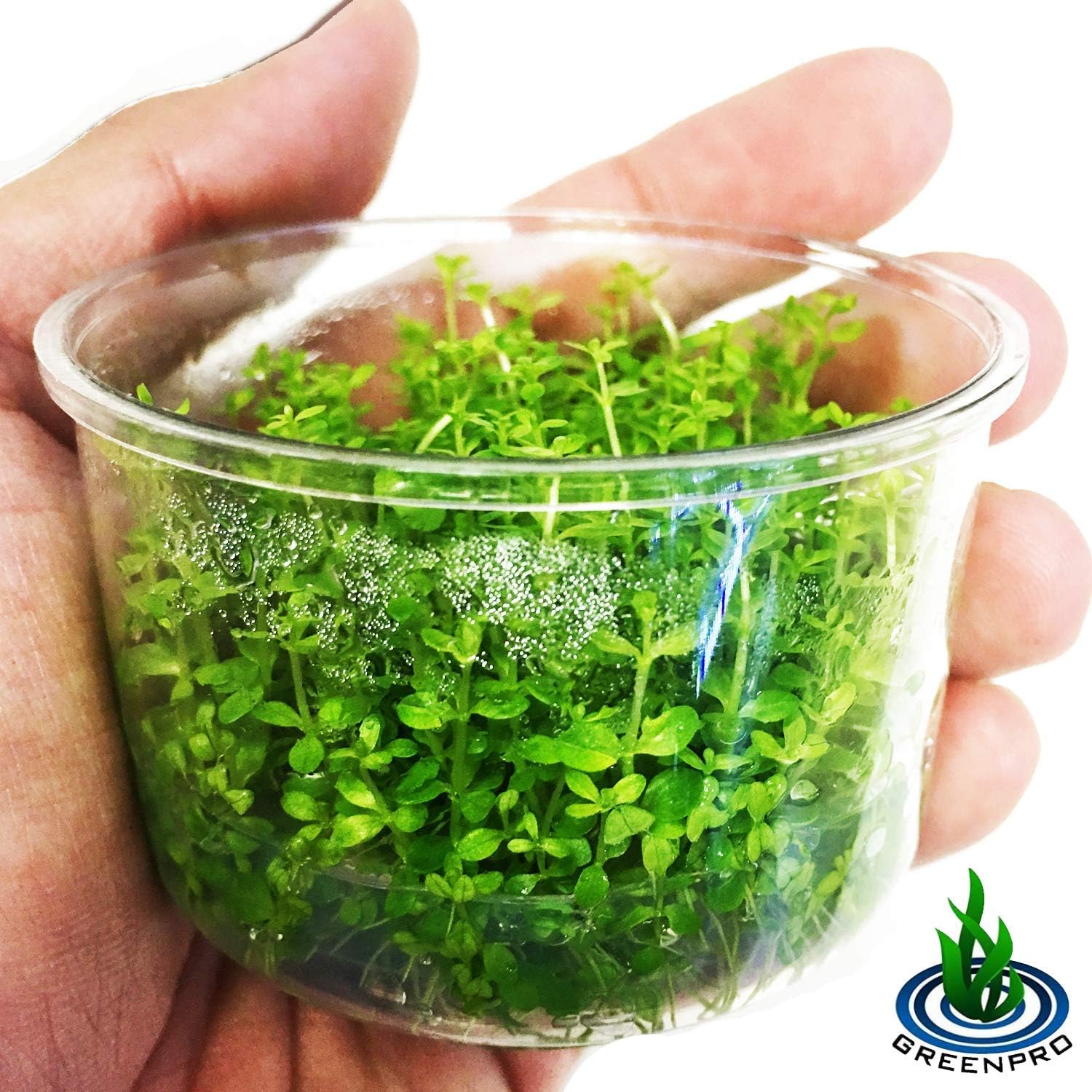 Greenpro Micranthemum Micranthemoides Pearlweed Tissue Culture Live Aquarium Plant