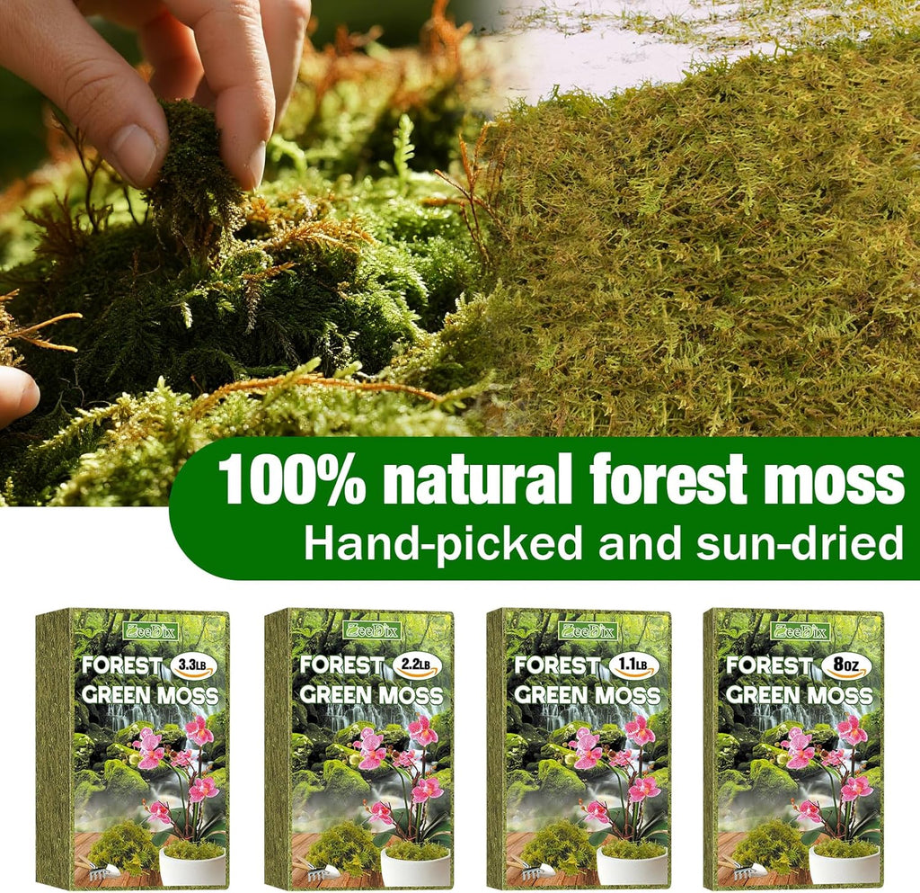 ZeeDix 8 oz Forest Moss for Plants Indoor - Dried Orchid Moss for Repotting, Natural Green Sphagnum Moss for Potted Plants Carnivorous Monstera Succulents Crafts Reptile Habitat (Expands to 12 qt)