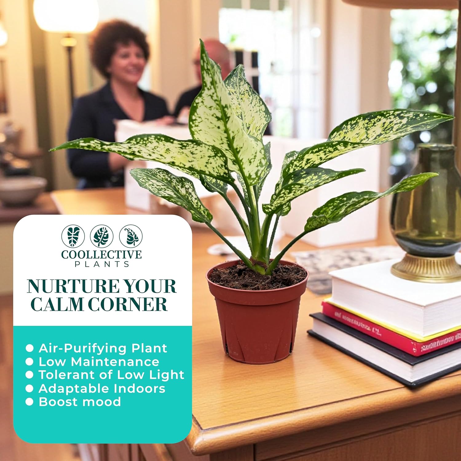 Aglaonema Snow White, Spring Snow, Live Plant in a 4 Inch Growers Pot, Live Indoor, Easy to Grow, Easy to Care, and Low Maintenance Houseplant,White Plants