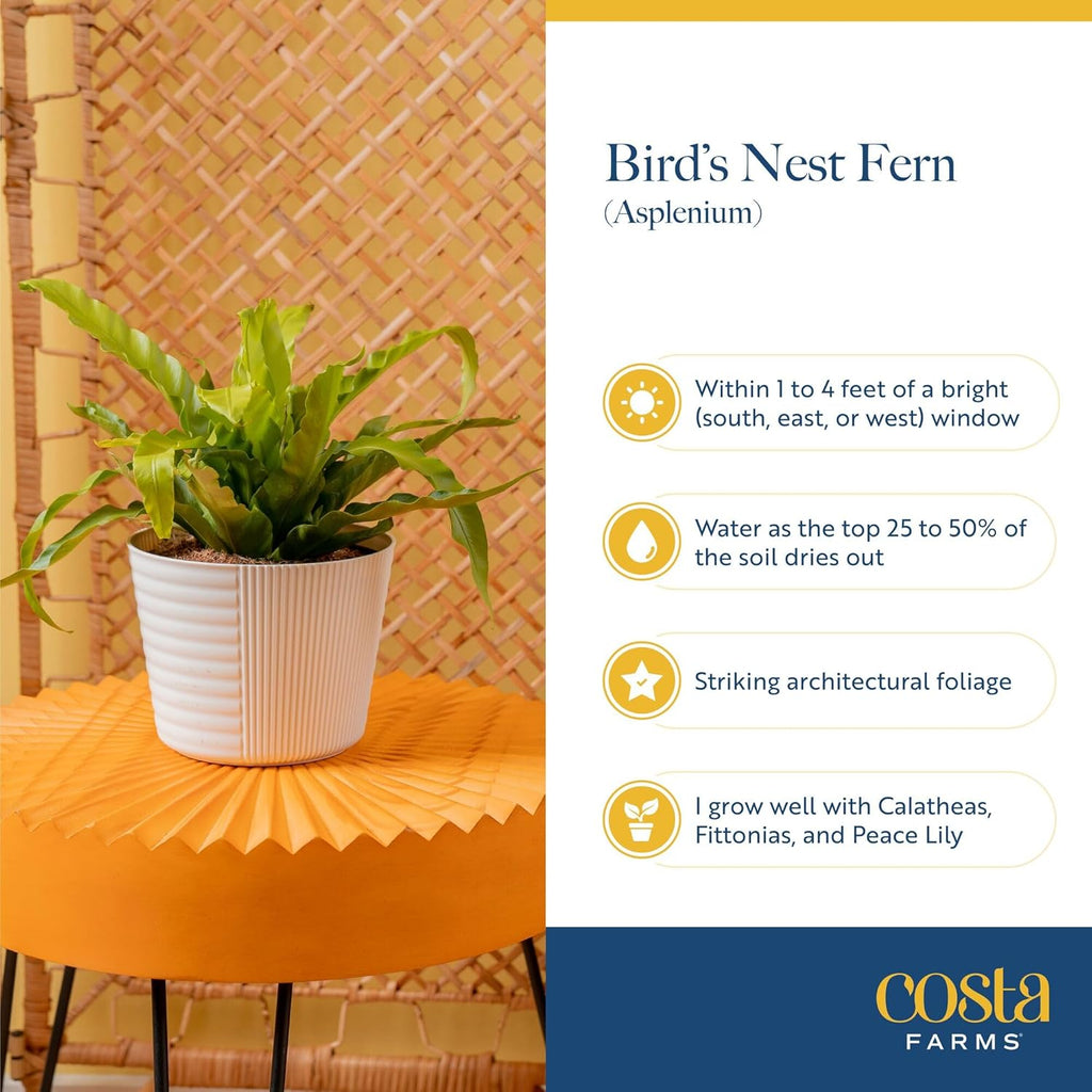 Costa Farms Bird's Nest Fern Plant, Easy Care Live Indoor Houseplant in Modern Decor Planter, Potted in Soil Potting Mix, Outdoor Garden Gift, Beautiful Home Décor, Housewarming Gift, 15-Inches Tall