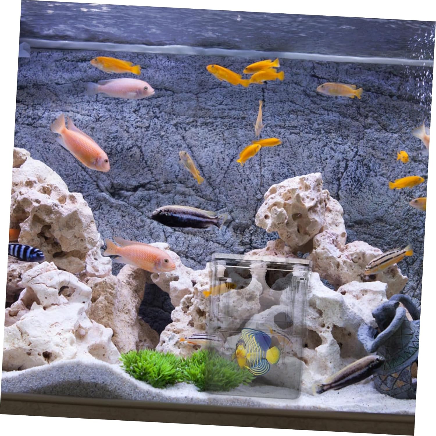 Fish Breeding Box Set 2pcs Quarantine Tank Aquarium for Guppy Fry and Fish Specimen Color