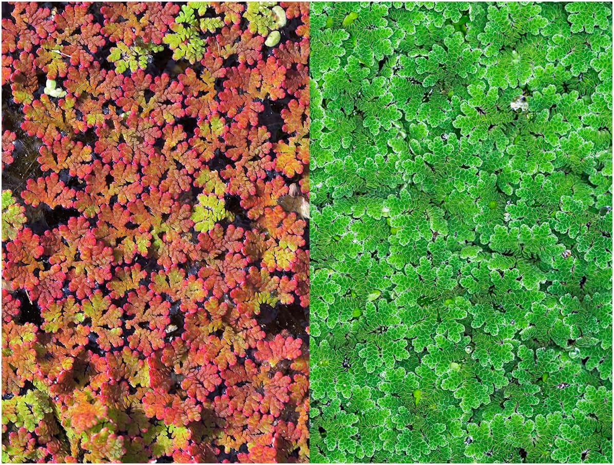 Azolla caroliniana Live Floating Pond Plant Huge Portion Mosquito Fern Water Velvet Fairy Moss Aquarium Outdoor Ponds Fast Growth Outcompetes Algae Fish Food filiculoides Live Aquarium Floating Plant