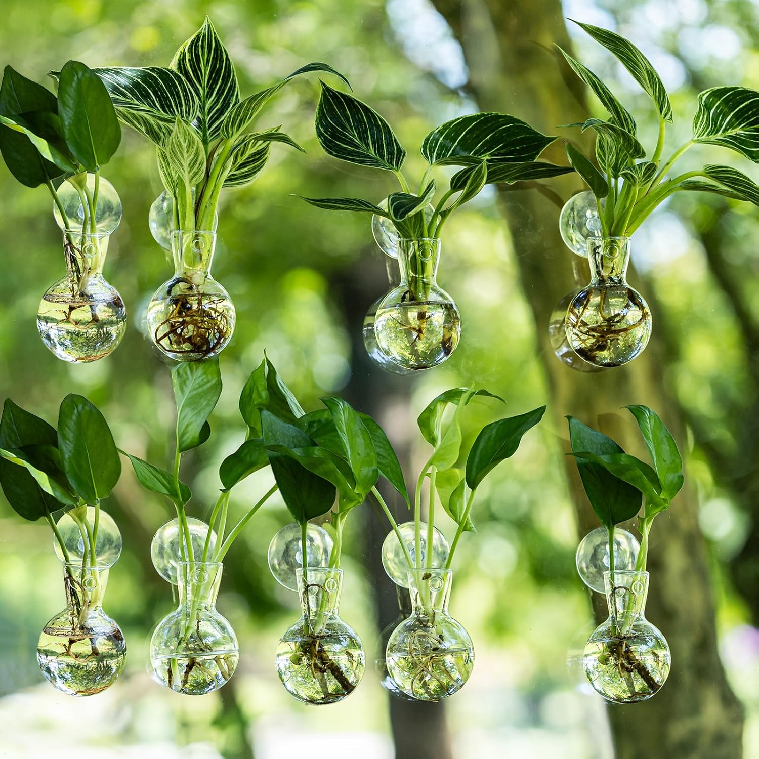 Window Propagation Stations, Bulb Vase with Suckion Cups Hooks, Easy to Install Window Hanging Planter, Glass Terrarium Planters for Water Plant Propagation & Rooting Cuttings (9)