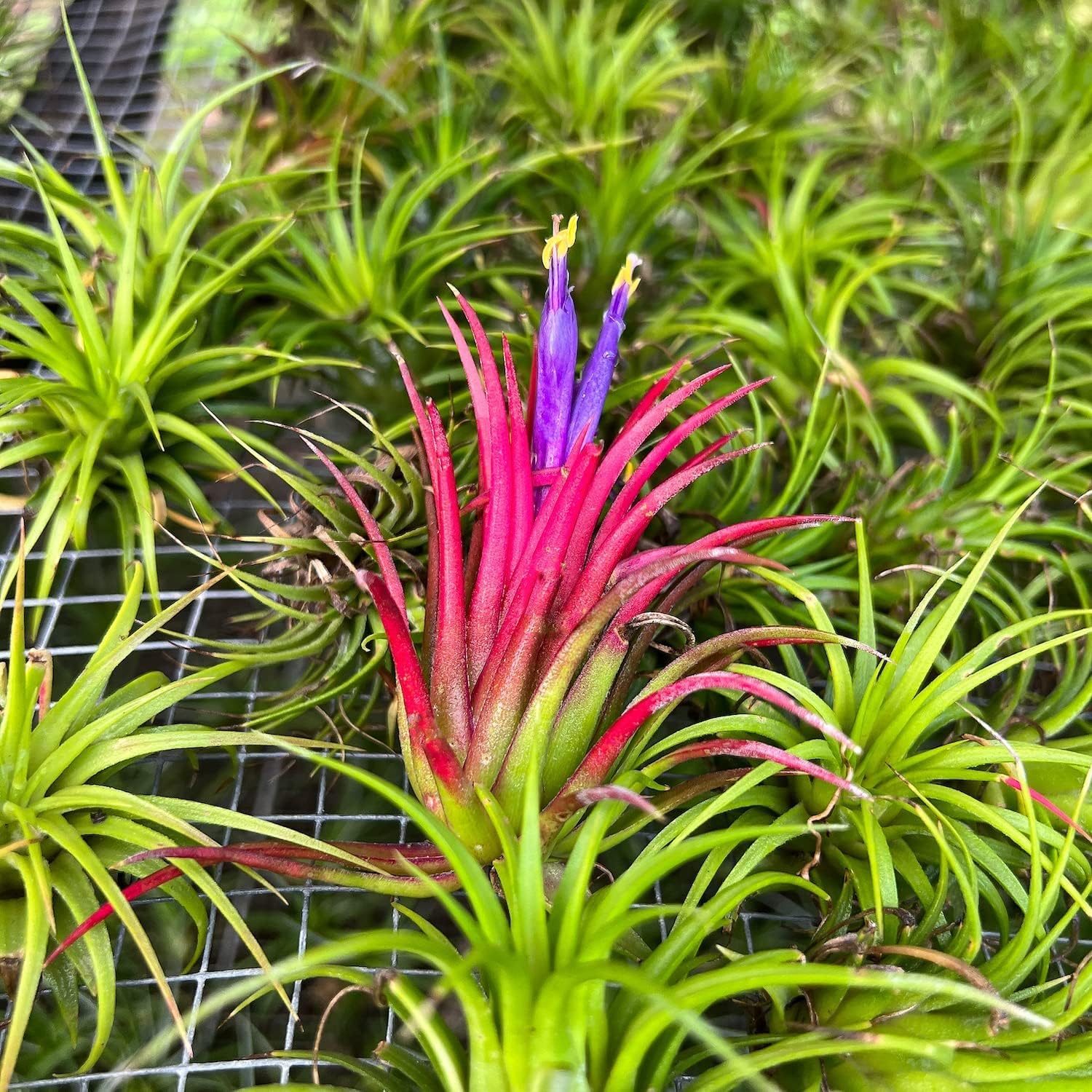 ragnaroc Air Plants Bulk - Tillandsia Ionantha Wholesale Pack, Regular 1-3" - 50ct - Live Arrival Guaranteed - House Plants for Home Decor & Gift