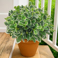 GTIDEA Faux Plants Outdoor Artificial Greenery 6Pcs Faux Greenery for Planters Fake Bushes Shrubs for Window Box Indoor Outside Garden Front Patio Yard Porch Décor