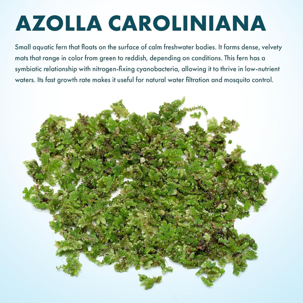 SubstrateSource Live Plants - Azolla Caroliniana, Mosquito Fern, Floating Aquarium Plant, Green Floating Plant for Freshwater Aquariums, Ponds - 1 Cup
