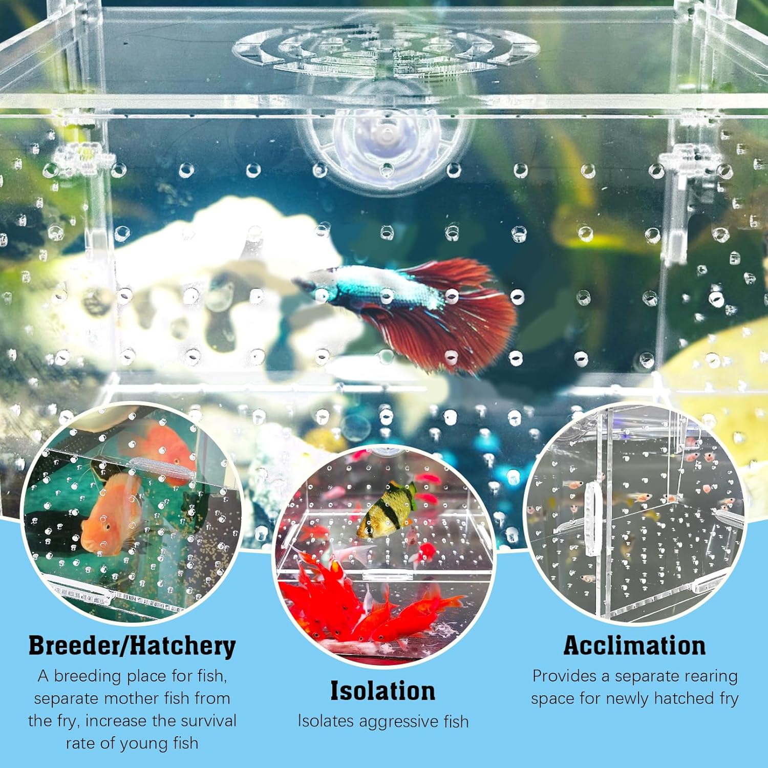 Hamiledyi Acrylic Breeding Isolation Box - Transparent Aquarium Hatchery for Guppy/Shrimp/Small Fish, Safe Nursery Tank with Air Tube & Suction Cups(5.9" × 3.9" × 3.9")