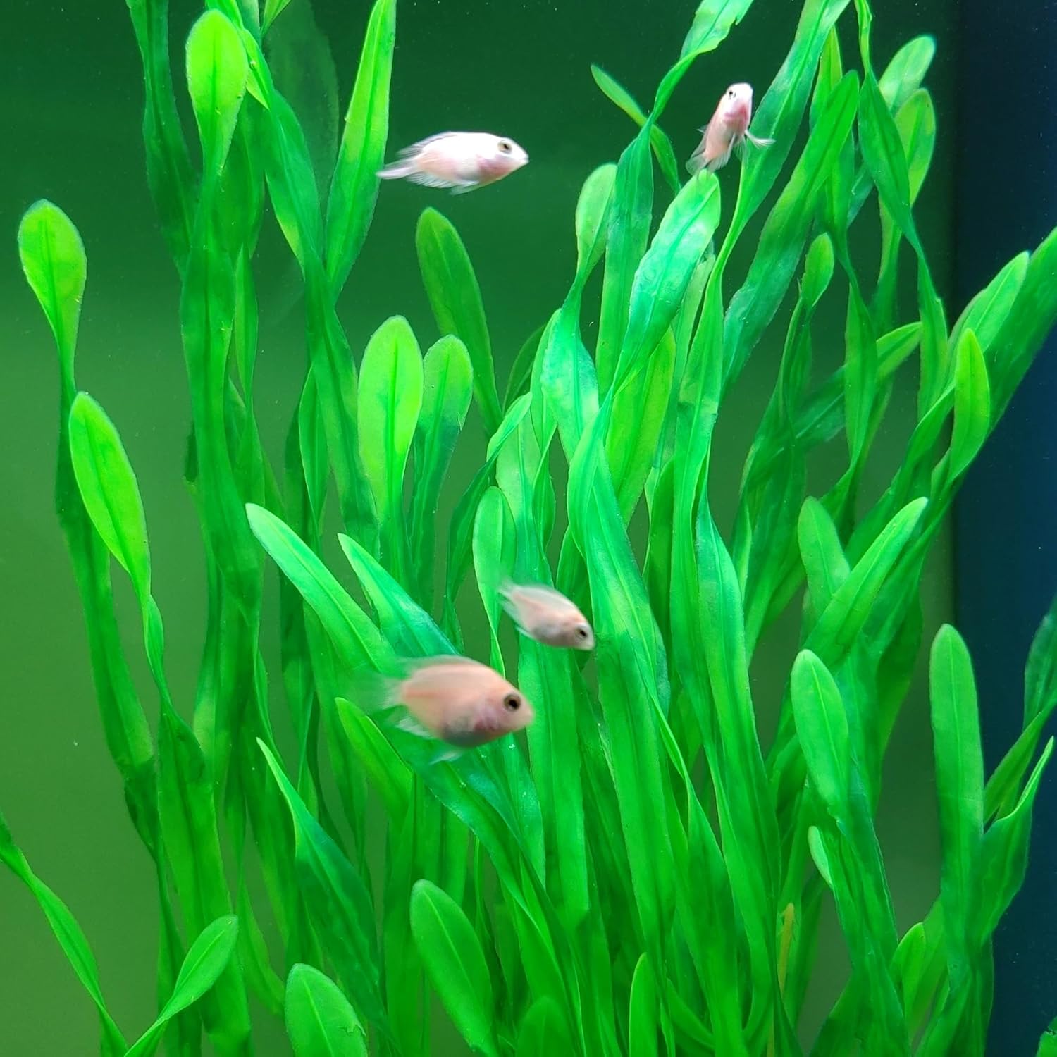 25.98 Inch Tall Aquarium Plants – Large Lifelike Artificial Fish Tank Decorations, 2 Pcs Fish Tank Plants Plastic，Durable & Safe for Freshwater/Saltwater Aquariums (Green (Style B))