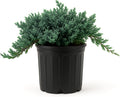 Blue Rug Juniper Wiltonii | 3 Large Gallon Size Plants | Juniperus Horizontalis | Creeping Ground Cover, Low Maintenance Shrub, Drought Tolerant, Evergreen Foliage, Fast Growing, Erosion Control