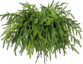 Briful 12PCS Christmas Norfolk Pine Branches Real Touch Norfolk Pine Stems DIY Crafts Artificial Christmas Norfolk Pine Branches for Xmas Garland Wreaths Indoor Outdoor Decor(22.5 Inches)