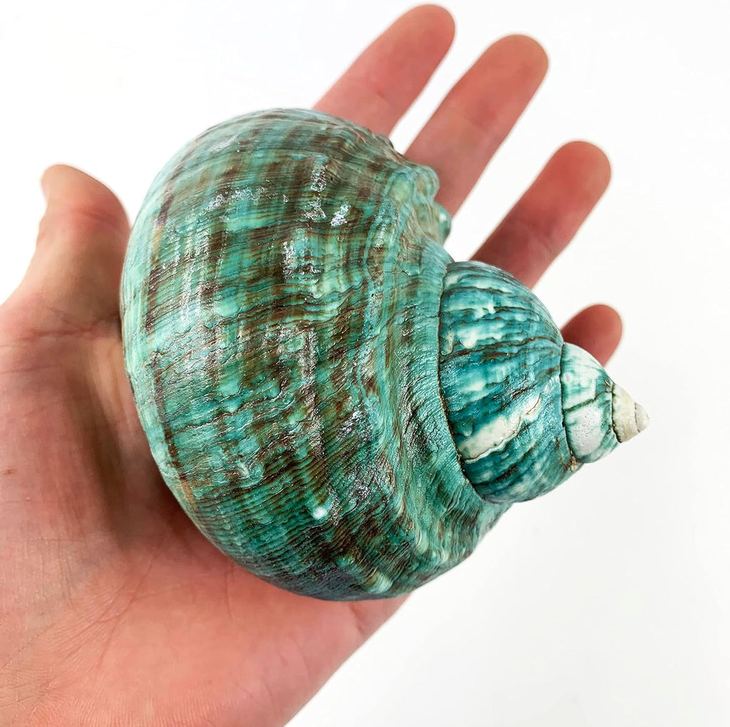 Heyiwell Natural Large Jade Turbo Seashells&Hermit Crab Shells 3.5"~4.5" Inch