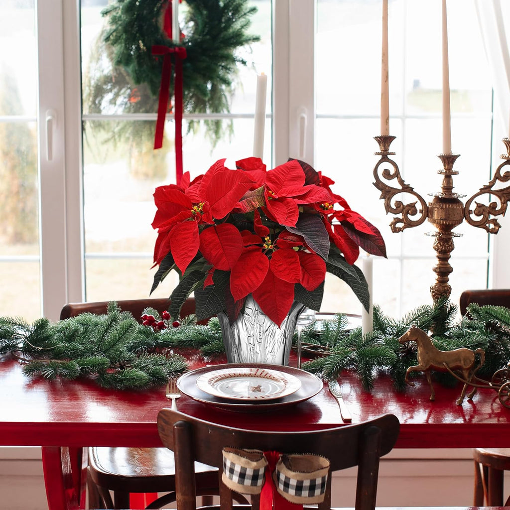 Wild Interiors Green Circle Growers 6-Pack Live Red Poinsettia Plants in 6-Inch Grower Pots with Silver Decorative Covers – Festive Holiday Houseplants for Seasonal Home Décor & Gifting