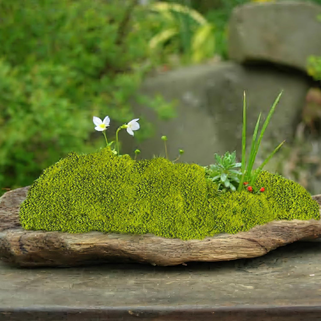 FAICOIA Preserved Pillow Moss Bulk Green Moss Balls for Bowls 2.5 sq.ft Natural Preserved Pole Moss Pillow for Wall Art Terrariums Crafts Fairy Gardens Pot Plants Easter Table Decor Yellow Green