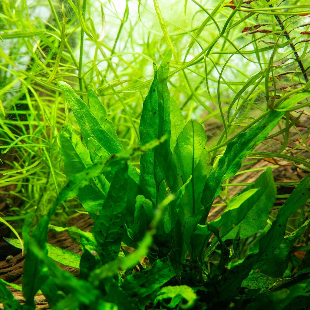SubstrateSource Java Fern Live Aquarium Plants - Freshwater Plant for Fish Tanks - Beginner Friendly, Low Light (Java Fern, Bare Root (1 Piece))