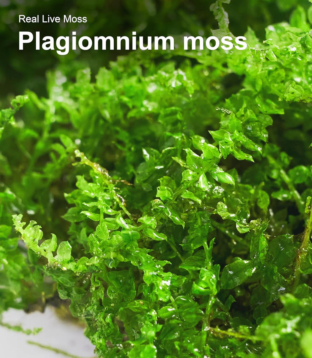 Live Moss – Plagiomnium Moss (3 Sheets, Each Approx. 3.5"x7") for Terrariums, Moss Balls, Bonsai & Natural Plant Decor – Naturally Grown, Reusable, Not Artificial