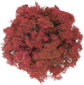 uxcell Preserved Reindeer Moss, 17.6oz Fake Moss for Crafts Artificial Dried Moss for Decoration Terrariums Potted Plants, Dark Red