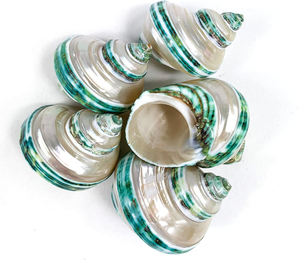 Heyiwell 5PC Green Turbo Banded Shells,Hermit Crab Shell &Turbo Shells Hermit Crab Supplies for Decor 1.5"~ 2" Inch